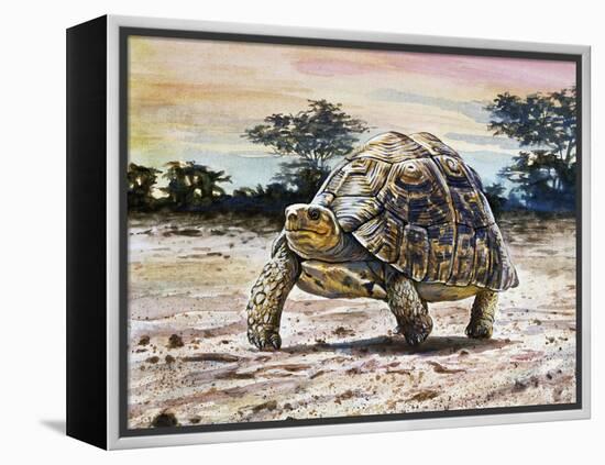 Leopard Tortoise (Stigmochelys Pardalis or Testudo Pardalis), Testudinidae-null-Framed Premier Image Canvas