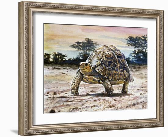 Leopard Tortoise (Stigmochelys Pardalis or Testudo Pardalis), Testudinidae-null-Framed Giclee Print