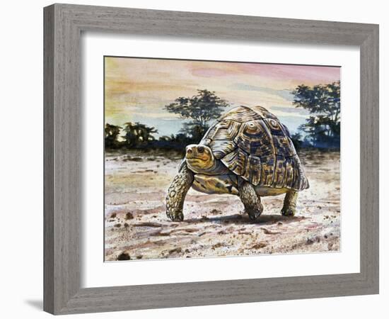 Leopard Tortoise (Stigmochelys Pardalis or Testudo Pardalis), Testudinidae-null-Framed Giclee Print