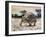 Leopard Tortoise (Stigmochelys Pardalis or Testudo Pardalis), Testudinidae-null-Framed Giclee Print