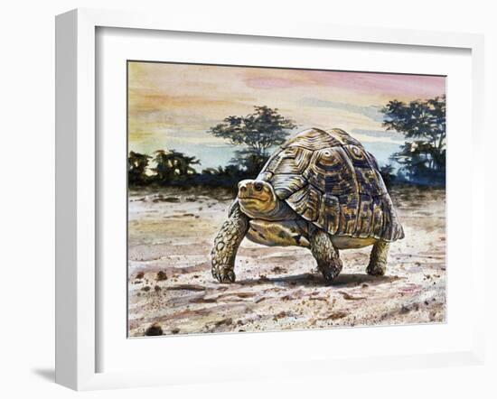 Leopard Tortoise (Stigmochelys Pardalis or Testudo Pardalis), Testudinidae-null-Framed Giclee Print