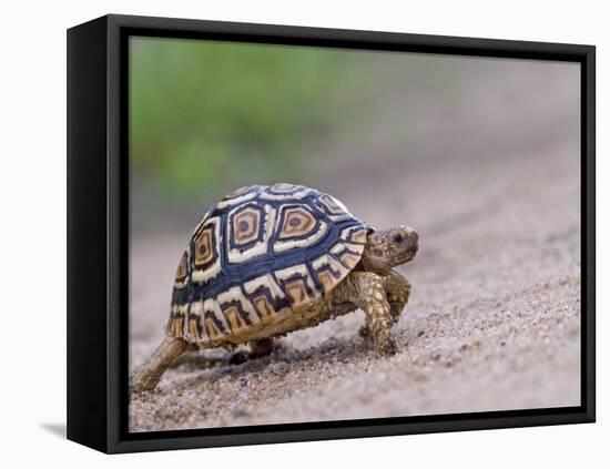 Leopard Tortoise Walking across Sand, Tanzania-Edwin Giesbers-Framed Premier Image Canvas