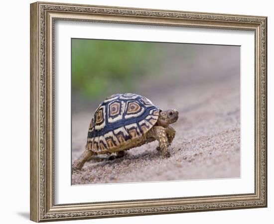 Leopard Tortoise Walking across Sand, Tanzania-Edwin Giesbers-Framed Photographic Print