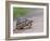 Leopard Tortoise Walking across Sand, Tanzania-Edwin Giesbers-Framed Photographic Print