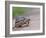 Leopard Tortoise Walking across Sand, Tanzania-Edwin Giesbers-Framed Photographic Print