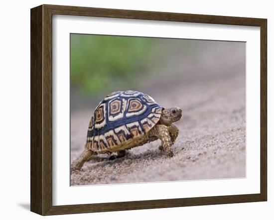 Leopard Tortoise Walking across Sand, Tanzania-Edwin Giesbers-Framed Photographic Print