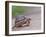 Leopard Tortoise Walking across Sand, Tanzania-Edwin Giesbers-Framed Photographic Print