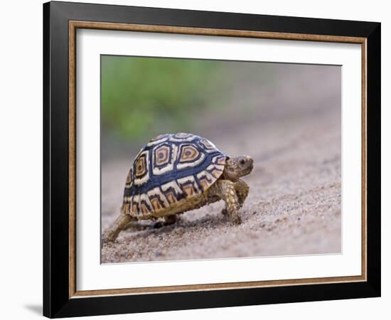 Leopard Tortoise Walking across Sand, Tanzania-Edwin Giesbers-Framed Photographic Print