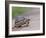 Leopard Tortoise Walking across Sand, Tanzania-Edwin Giesbers-Framed Photographic Print