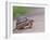 Leopard Tortoise Walking across Sand, Tanzania-Edwin Giesbers-Framed Photographic Print