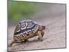 Leopard Tortoise Walking across Sand, Tanzania-Edwin Giesbers-Mounted Photographic Print