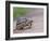 Leopard Tortoise Walking across Sand, Tanzania-Edwin Giesbers-Framed Photographic Print