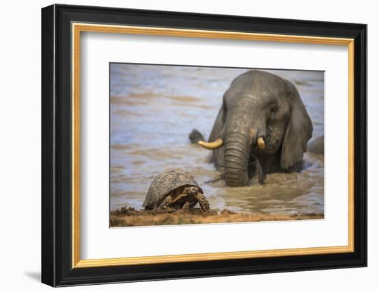 Leopard tortoise with elephant behind, South Africa-Ann & Steve Toon-Framed Photographic Print