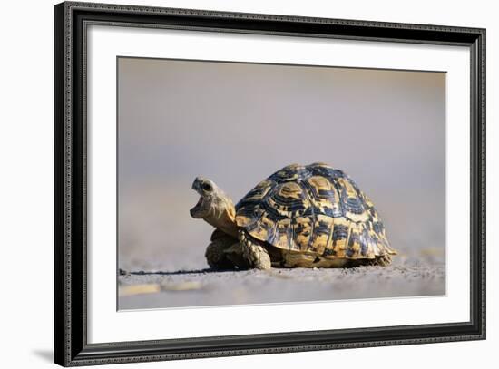 Leopard Tortoise with Open Mouth-null-Framed Photographic Print