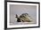 Leopard Tortoise with Open Mouth-null-Framed Photographic Print