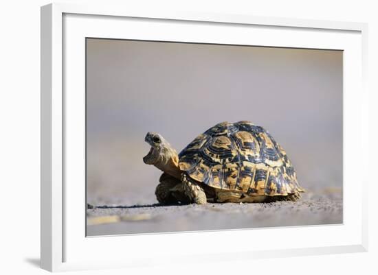 Leopard Tortoise with Open Mouth-null-Framed Photographic Print