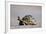 Leopard Tortoise with Open Mouth-null-Framed Photographic Print