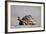 Leopard Tortoise with Open Mouth-null-Framed Photographic Print