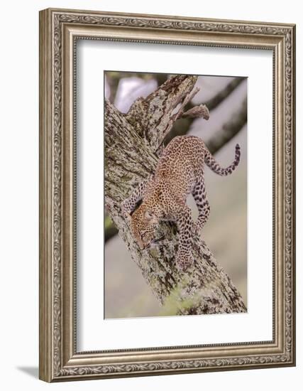 Leopard Trying to Descending Tree Trunk, Paws Spread Out for Balance-James Heupel-Framed Photographic Print