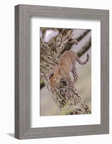 Leopard Trying to Descending Tree Trunk, Paws Spread Out for Balance-James Heupel-Framed Photographic Print