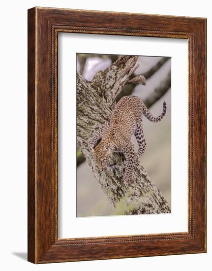 Leopard Trying to Descending Tree Trunk, Paws Spread Out for Balance-James Heupel-Framed Photographic Print