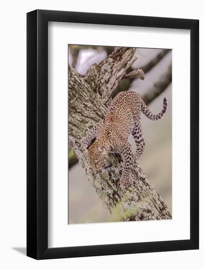 Leopard Trying to Descending Tree Trunk, Paws Spread Out for Balance-James Heupel-Framed Photographic Print