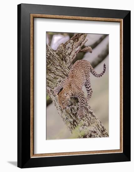 Leopard Trying to Descending Tree Trunk, Paws Spread Out for Balance-James Heupel-Framed Photographic Print