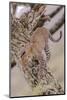 Leopard Trying to Descending Tree Trunk, Paws Spread Out for Balance-James Heupel-Mounted Photographic Print