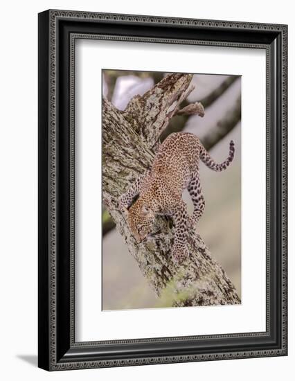 Leopard Trying to Descending Tree Trunk, Paws Spread Out for Balance-James Heupel-Framed Photographic Print