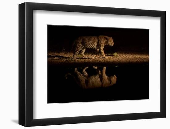 Leopard walking beside waterhole, reflected in the water at dusk, South Africa-Sergey Gorshkov-Framed Photographic Print