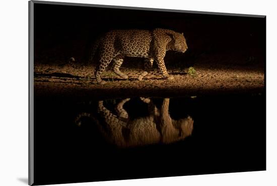 Leopard walking beside waterhole, reflected in the water at dusk, South Africa-Sergey Gorshkov-Mounted Photographic Print