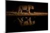 Leopard walking beside waterhole, reflected in the water at dusk, South Africa-Sergey Gorshkov-Mounted Photographic Print