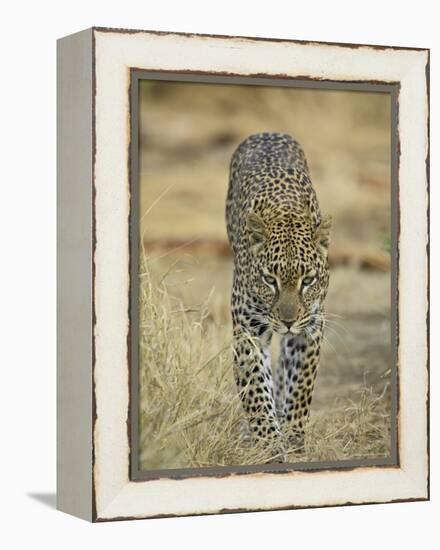 Leopard Walking Straight Towards the Camera, Samburu National Reserve, Kenya, East Africa, Africa-James Hager-Framed Premier Image Canvas