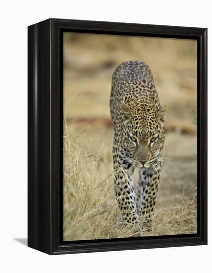 Leopard Walking Straight Towards the Camera, Samburu National Reserve, Kenya, East Africa, Africa-James Hager-Framed Premier Image Canvas