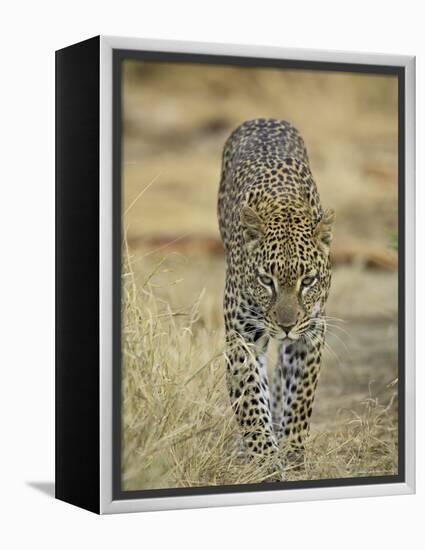 Leopard Walking Straight Towards the Camera, Samburu National Reserve, Kenya, East Africa, Africa-James Hager-Framed Premier Image Canvas