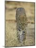 Leopard Walking Straight Towards the Camera, Samburu National Reserve, Kenya, East Africa, Africa-James Hager-Mounted Photographic Print