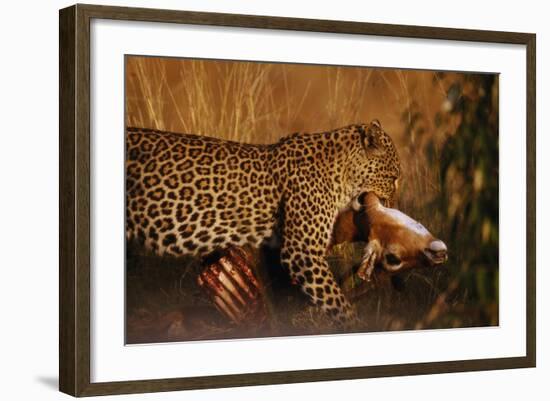 Leopard with Impala Kill-null-Framed Photographic Print