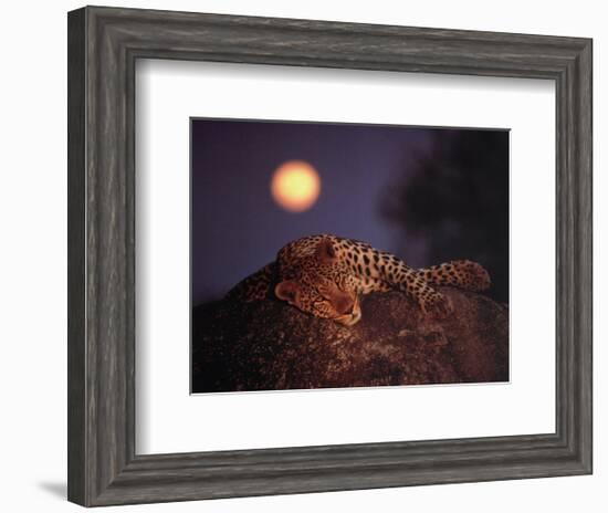 Leopard with Rising Moon-Thom-Framed Art Print