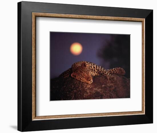 Leopard with Rising Moon-Thom-Framed Art Print