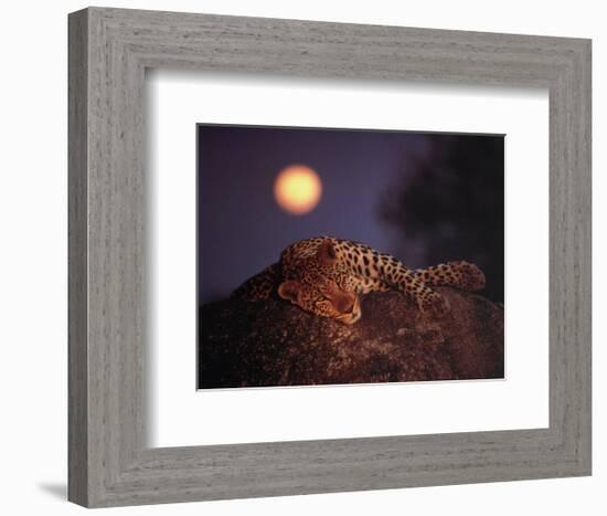 Leopard with Rising Moon-Thom-Framed Art Print