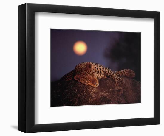 Leopard with Rising Moon-Thom-Framed Art Print