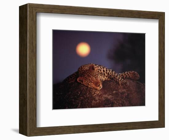 Leopard with Rising Moon-Thom-Framed Art Print