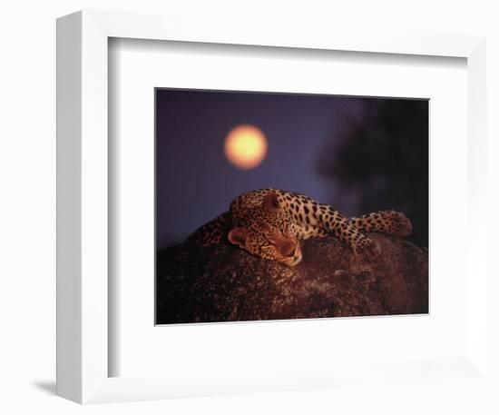 Leopard with Rising Moon-Thom-Framed Art Print