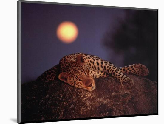 Leopard with Rising Moon-Thom-Mounted Art Print