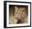 Leopard-Chris Vest-Framed Art Print