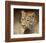 Leopard-Chris Vest-Framed Art Print