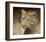 Leopard-Chris Vest-Framed Art Print