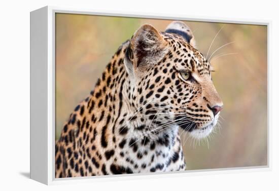 Leopard-Howard Ruby-Framed Premier Image Canvas