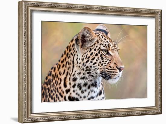 Leopard-Howard Ruby-Framed Photographic Print