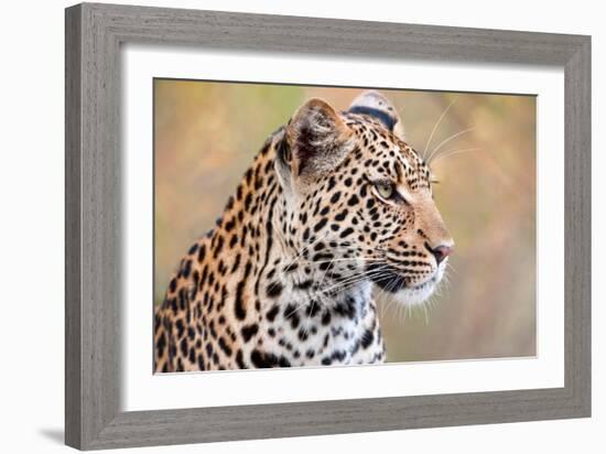 Leopard-Howard Ruby-Framed Photographic Print